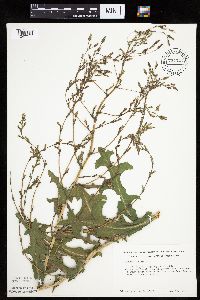 Lactuca serriola image