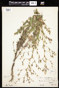Lactuca serriola image