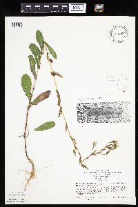 Lactuca serriola image