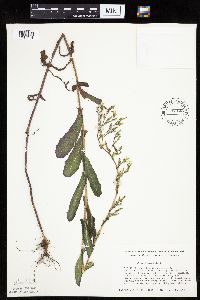Lactuca serriola image