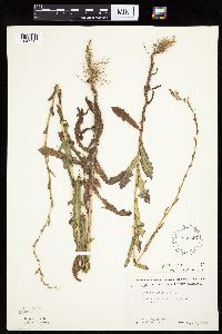 Lactuca serriola image