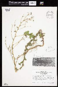 Lactuca serriola image