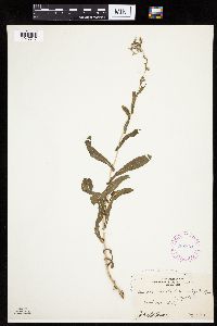 Lactuca serriola image
