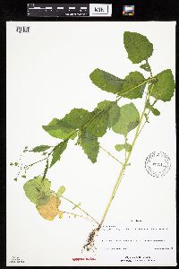 Lapsana communis image