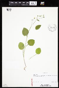 Lapsana communis image