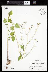 Lapsana communis image