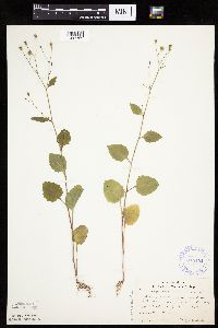 Lapsana communis image