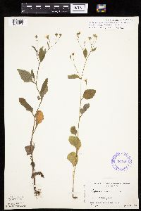 Lapsana communis image