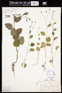 Lapsana communis image