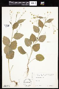 Lapsana communis image