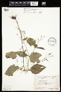 Lapsana communis image