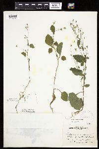 Lapsana communis image