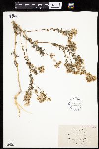 Thumbnail image of current specimen