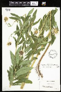 Leucanthemella serotina image