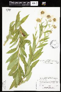 Leucanthemella serotina image