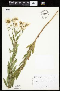 Leucanthemella serotina image