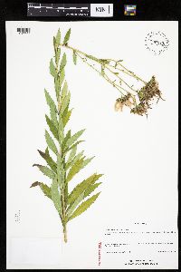 Leucanthemella serotina image