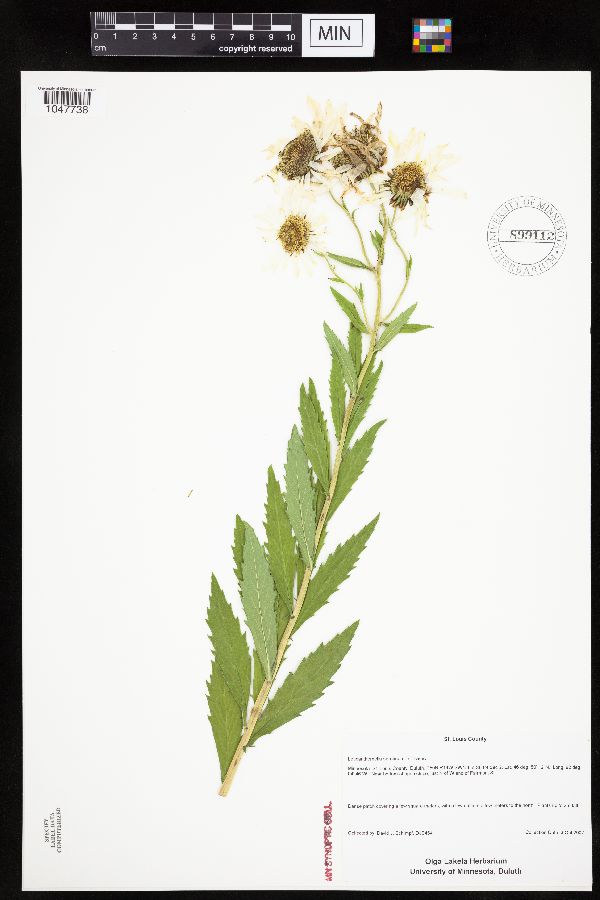 Leucanthemella serotina image