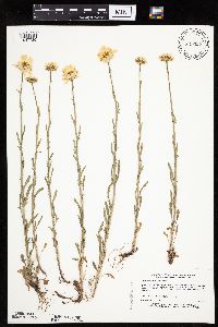 Leucanthemum vulgare image