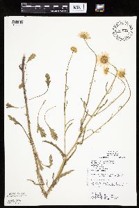 Leucanthemum vulgare image