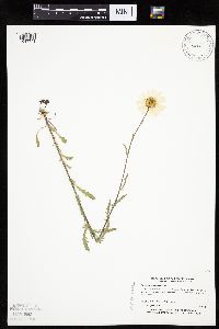 Leucanthemum vulgare image