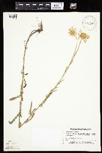 Leucanthemum vulgare image