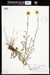 Leucanthemum vulgare image
