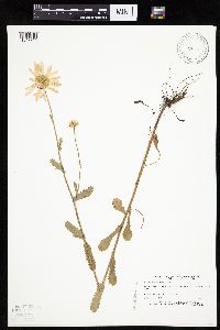 Leucanthemum vulgare image
