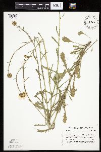 Leucanthemum vulgare image