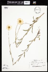 Leucanthemum vulgare image
