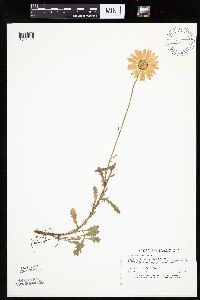 Leucanthemum vulgare image