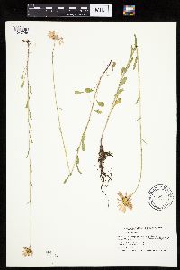 Leucanthemum vulgare image