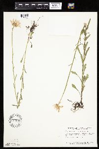 Leucanthemum vulgare image