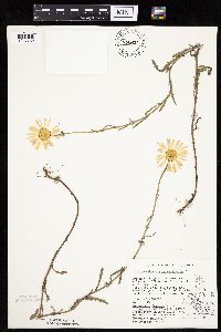 Leucanthemum vulgare image