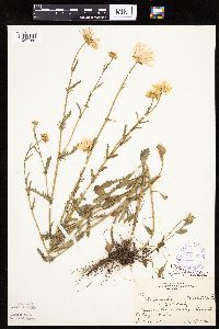 Leucanthemum vulgare image
