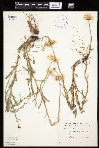 Leucanthemum vulgare image