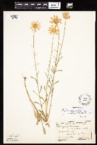 Leucanthemum vulgare image