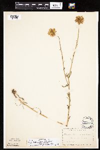 Leucanthemum vulgare image