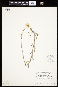 Leucanthemum vulgare image