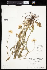 Leucanthemum vulgare image