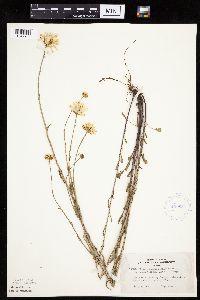 Leucanthemum vulgare image