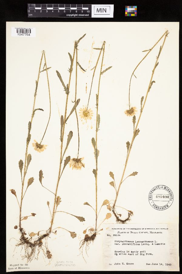 Leucanthemum vulgare image
