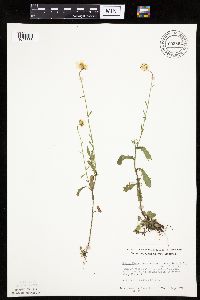 Leucanthemum vulgare image