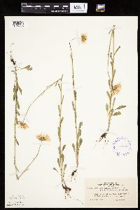 Leucanthemum vulgare image