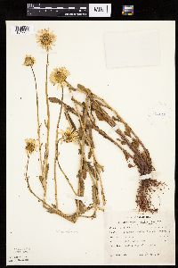 Leucanthemum vulgare image