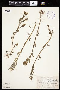 Leucanthemum vulgare image