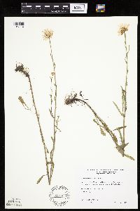 Leucanthemum vulgare image