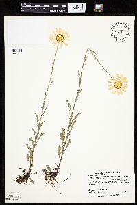 Leucanthemum vulgare image