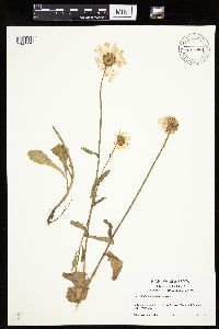 Leucanthemum vulgare image