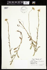 Leucanthemum vulgare image